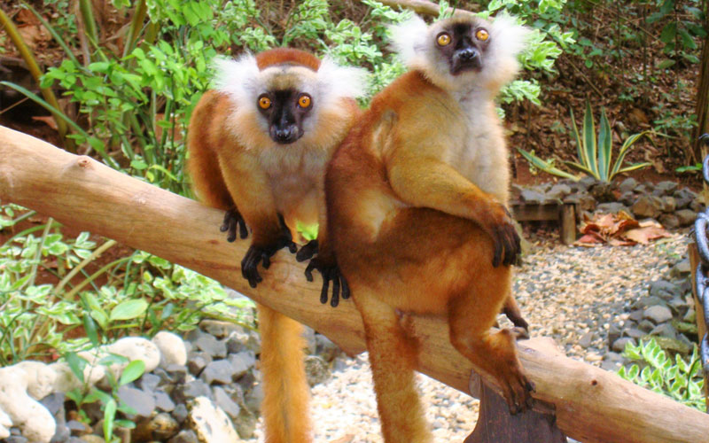 ankazoberavina-makis