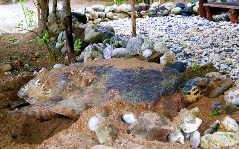 ankazoberavina-ponte-tortue