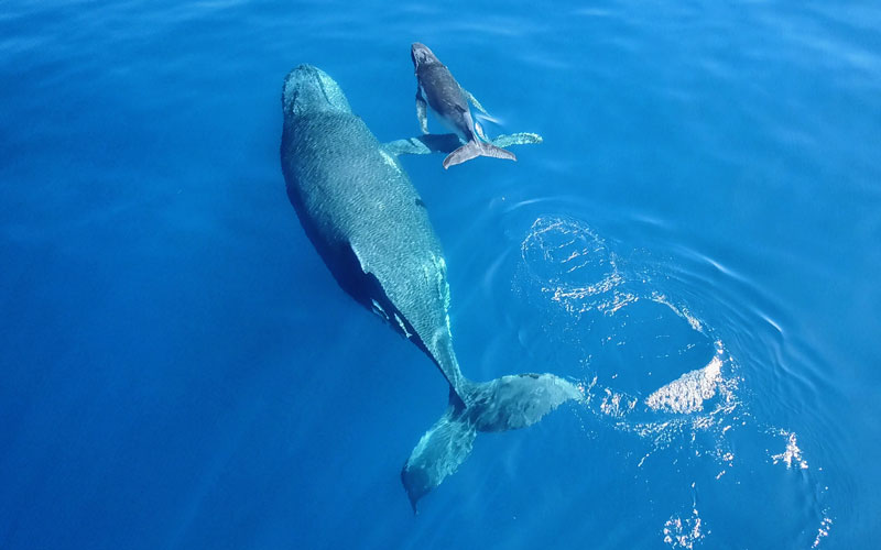 baleines-activites
