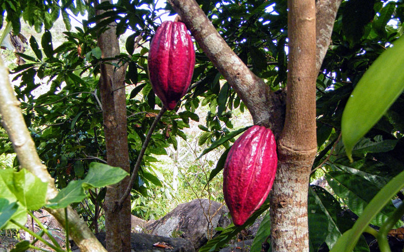 plantation-cacao