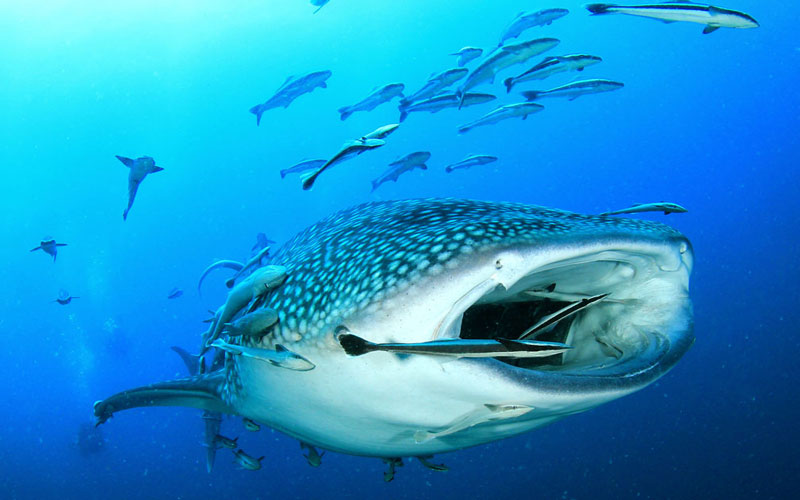 requi-baleine-activites