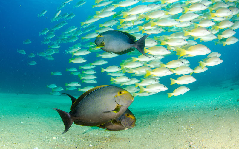 scuba-diving-activites
